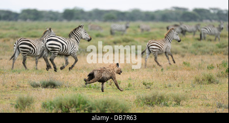 L'exécution de l'Hyène tachetée ou rire hyène (Crocuta crocuta) zèbres de chasse Banque D'Images