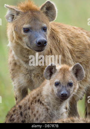 L'Hyène tachetée ou rire hyène (Crocuta crocuta) des profils avec cub Banque D'Images