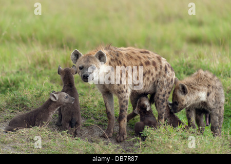 L'Hyène tachetée ou rire hyène (Crocuta crocuta) avec des petits Banque D'Images