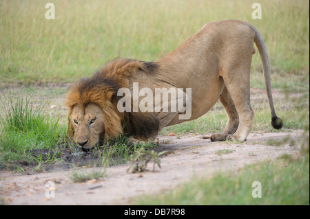 Lion (Panthera leo), homme, boire Banque D'Images