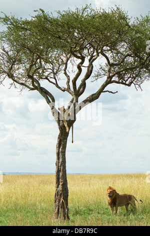 Lion (Panthera leo), homme, l'observation d'une lionne dans un arbre Banque D'Images