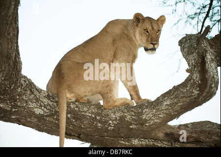 Lioness (Panthera leo) dans la lumière du soir sur un arbre Banque D'Images