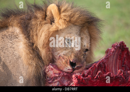 Lion (Panthera leo), homme, de déchirer un morceau de viande Banque D'Images