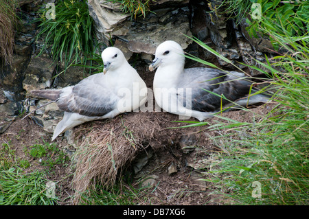 Une paire de Fulmar boréal (Fulmarus glacialis) sur une falaise rocheuse à Stronsay, Orkney. Banque D'Images