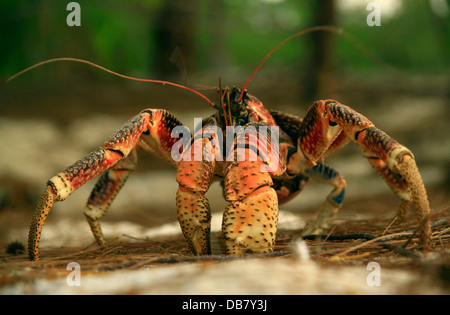 Faune - crabes crabe de cocotier sur la conservation des espèces d'Aldabra aux Seychelles en recherche naturelle espèce.Jeremy Banque D'Images