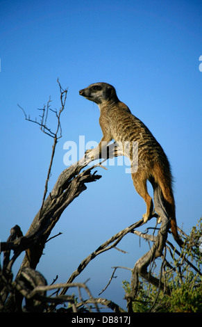 Wild Life - Afrique du Sud - les suricates meerkat colonie près de Oudtshoorn Garden Route meerkat debout sur arbre sentinelle attentif Banque D'Images