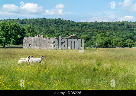 3 moutons dans un pré à l'ancienne ferme en arrière-plan Banque D'Images