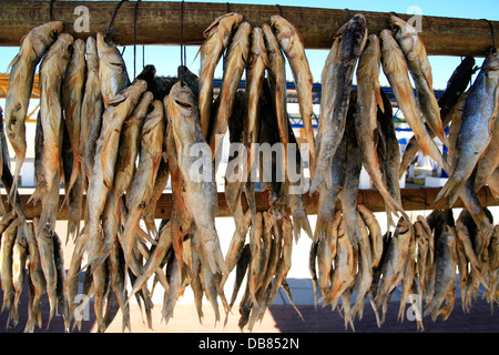 Bokkoms est délicatesse de la Côte Ouest - petit poisson séché salé appelé harders Côte Ouest Paternoster Western Cape Afrique du Sud Banque D'Images