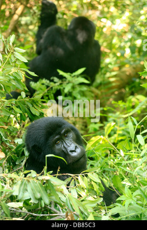 Les gorilles de montagne dans la forêt impénétrable de Bwindi en Ouganda Banque D'Images