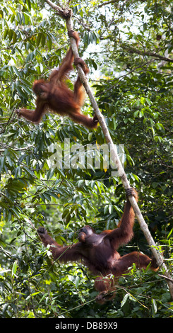 L'orang-outan, Pongo pygmaeus deux, dans un arbre, Sarawak, Malaisie Banque D'Images