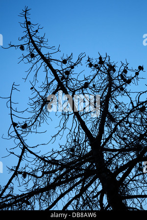 La silhouette des arbres de pins morts à sec au-dessus de ciel bleu profond Banque D'Images