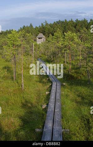 Sentier de randonnée de la tour de garde dans Selli-Sillaotsa Alam-Pedja Nature Reserve Banque D'Images