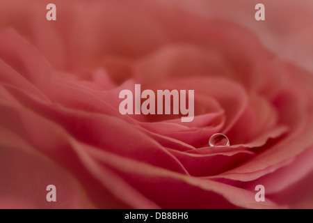 Goutte d'eau unique avec réflexion sur rose rose Banque D'Images
