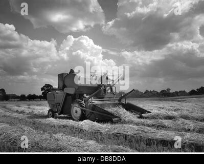 agriculture, machines, moissonneuse-batteuse Massey-Ferguson 685 à la récolte, années 1950, droits supplémentaires-garanties-non disponibles Banque D'Images