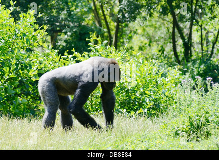 Jeune homme silverback gorilla en quête de nourriture à l'extérieur dans le soleil Banque D'Images