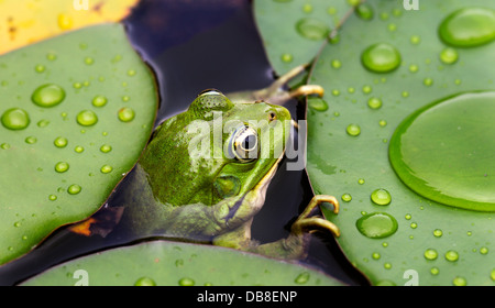 Grenouille sur nénuphar une macro fond Banque D'Images