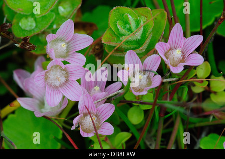 Bog pimpernel une fleur sauvage vivace Banque D'Images