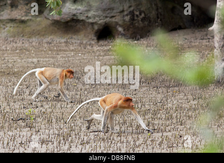 Proboscis Monkey, Nasalis larvatus, assis sur la plage, Sabah, Malaisie Banque D'Images
