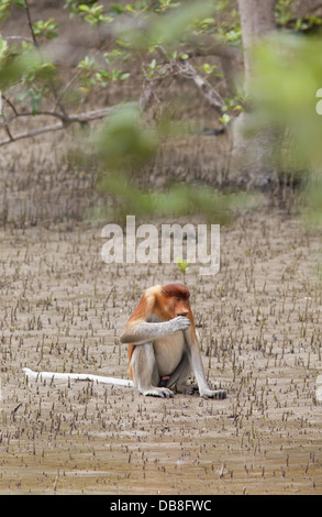 Homme Singe Proboscis, Nasalis larvatus, assis sur la plage, Sabah, Malaisie Banque D'Images