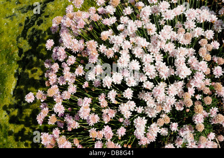 Sea Thrift Armeria (pubigera) Banque D'Images