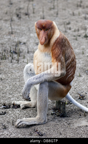 Homme Singe Proboscis, Nasalis larvatus, assis sur les racines de la mangrove sur la plage, parc national de Bako, Sarawak, Malaisie Banque D'Images