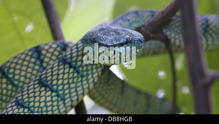 Pit Viper vert, Tropidolaemus subannulatus, Sabah, Malaisie Banque D'Images