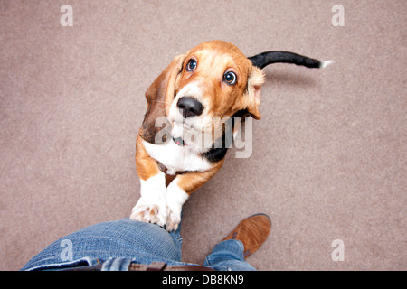basset hound chiot sautant au propriétaire Banque D'Images