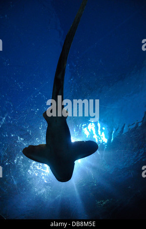 Un requin marteau dans un aquarium à Bangkok, Thaïlande, présentant la forme unique de sa tête, ce qui améliore ses capacités de chasse. Cette espèce se trouve dans les eaux tropicales du monde entier et est connue pour son céphalofoil en forme de marteau. Banque D'Images