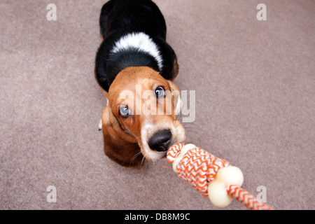 Bassett hound chiot ; Playing with toy Banque D'Images