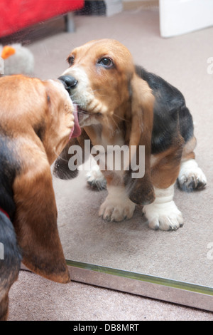 Bassett hound chiot en regardant son reflet dans le miroir Banque D'Images