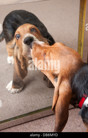 Bassett hound chiot en regardant son reflet dans le miroir Banque D'Images