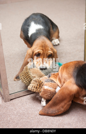 Bassett hound chiot en regardant son reflet dans le miroir Banque D'Images