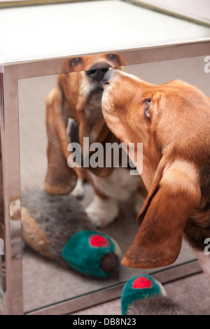 Bassett hound chiot en regardant son reflet dans le miroir Banque D'Images