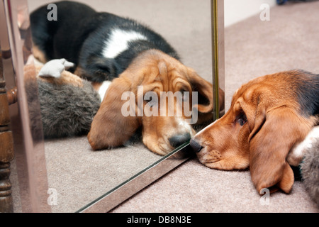 Bassett hound chiot en regardant son reflet dans le miroir Banque D'Images