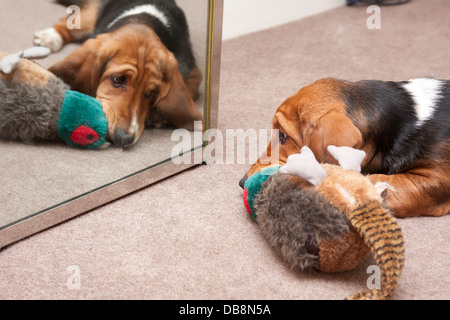 Bassett hound chiot en regardant son reflet dans le miroir Banque D'Images