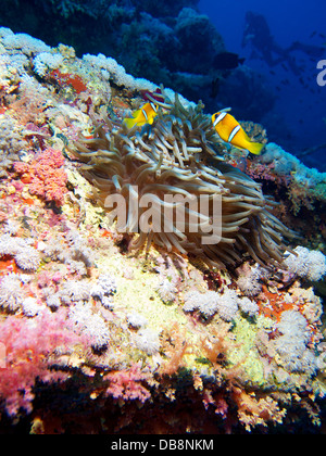 Anemone & Scuba Diver sur la Numidie épave, Red Sea, Egypt Banque D'Images