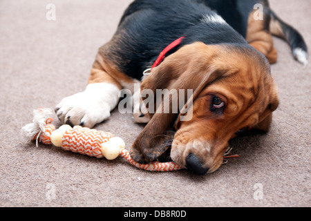 Bassett hound chiot ; Playing with toy Banque D'Images