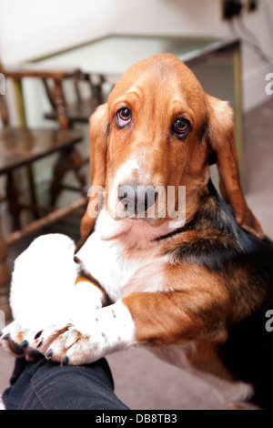 Bassett hound chiot sauter jusqu'au propriétaire Banque D'Images