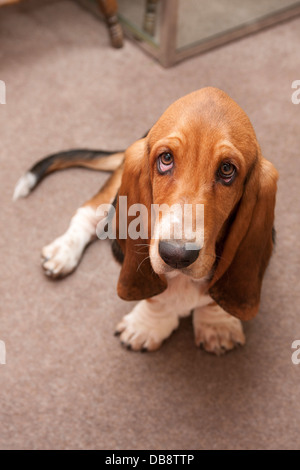 Bassett hound chiot Banque D'Images