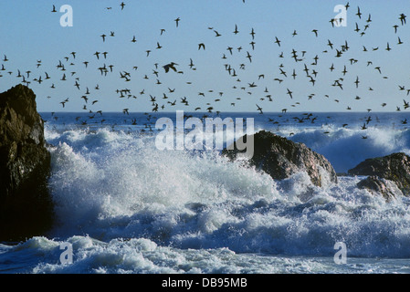 Les mouettes et un pélican brun voler au-dessus des flots - CÔTE DE BIG SUR, EN CALIFORNIE Banque D'Images