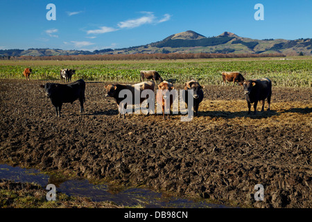 Les vaches de se compacter et autour des cours d'eau, plaines Taieri, près de Dunedin, île du Sud, Nouvelle-Zélande Banque D'Images