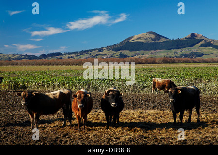 Vaches et Saddle Hill, Plaines Taieri, près de Dunedin, île du Sud, Nouvelle-Zélande Banque D'Images