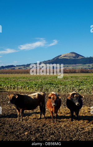 Vaches et Saddle Hill, Plaines Taieri, près de Dunedin, île du Sud, Nouvelle-Zélande Banque D'Images