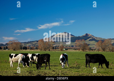 Les vaches et les plaines Taieri, Saddle Hill, près de Dunedin, île du Sud, Nouvelle-Zélande Banque D'Images