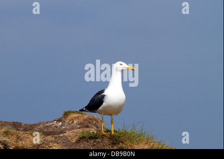 Moindre goéland marin sur les îles Farne Banque D'Images