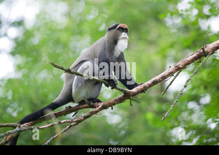 De Brazza (Cercopithecus neglectus monkey's) Banque D'Images