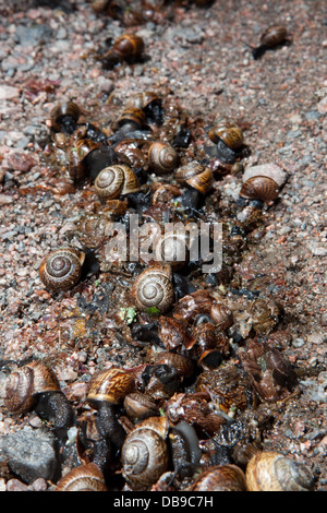 Copse (escargots Arianta arbustorum) Banque D'Images