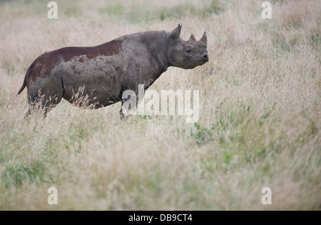 L'est un rhinocéros noir (Diceros bicornis michaeli), également connu sous le nom de rhinocéros noirs d'Afrique de l'Est. Banque D'Images