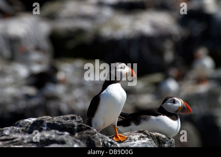 Les macareux sur les îles Farne Banque D'Images