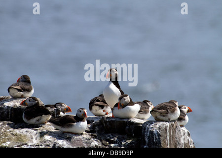 Les macareux sur les îles Farne Banque D'Images